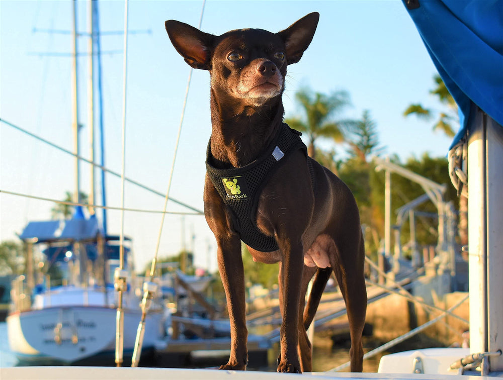 EcoBark Step In harness size chart shown for precise tiny-dog fit.