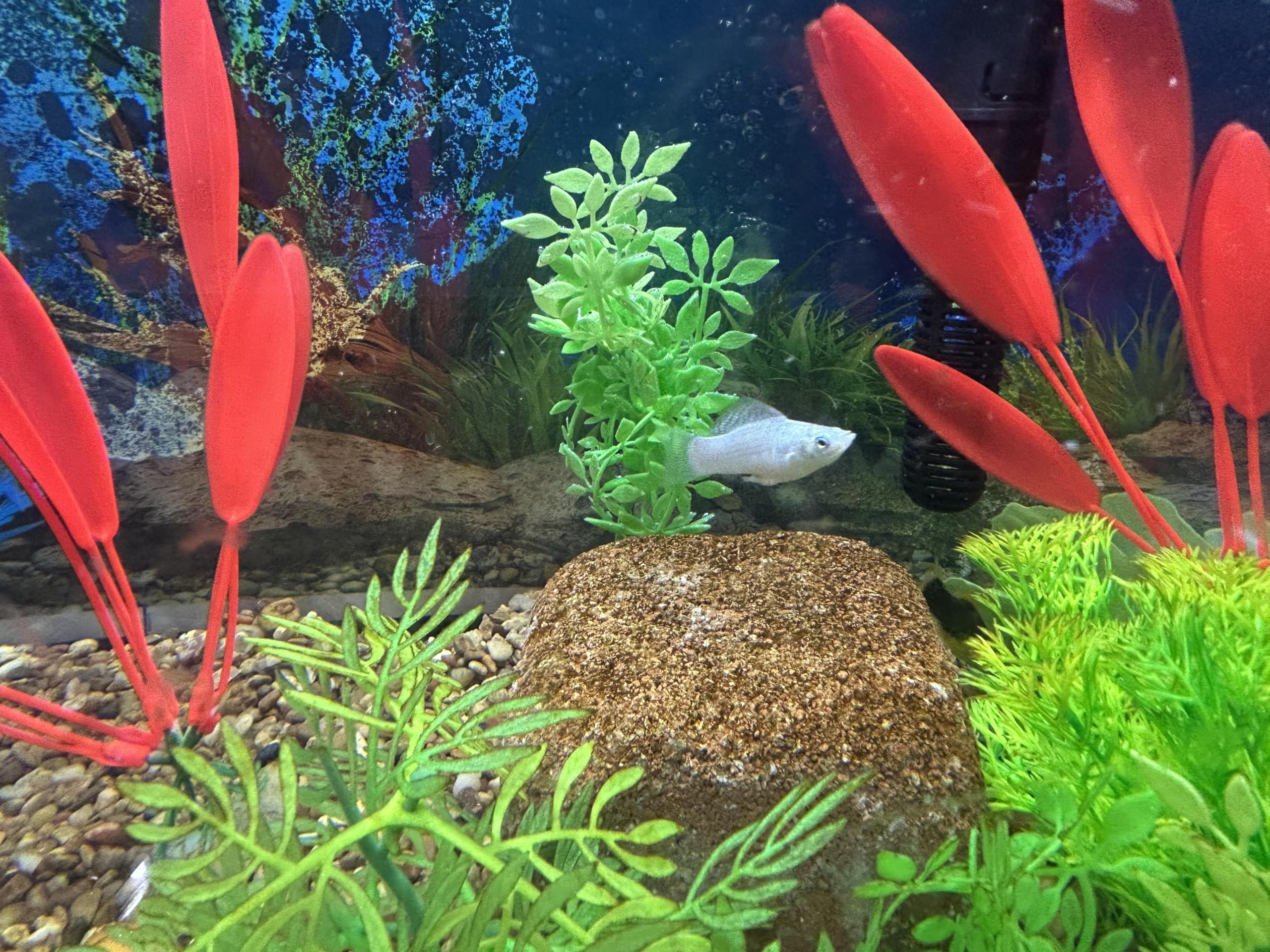 Piedra EcoBio-Block: segura para peces y vida acuática