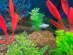 Piedra EcoBio-Block: segura para peces y vida acuática