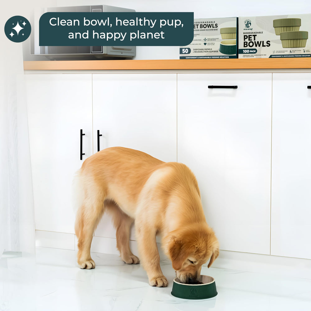 EcoWag leak-resistant dog-cat bowl demonstrates durable, reliable feeding