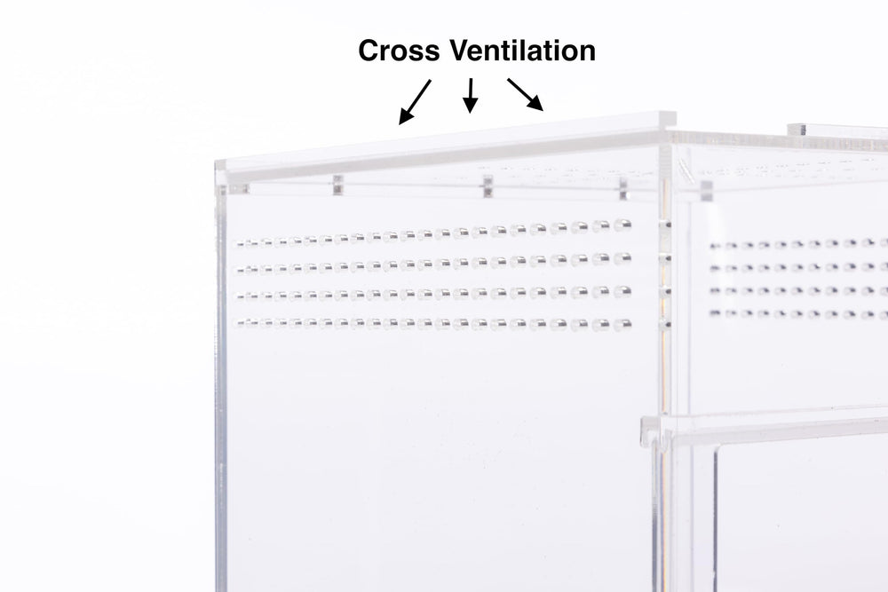 EctoTherm jumping spider enclosure compact design for tidy terrarium setups.
