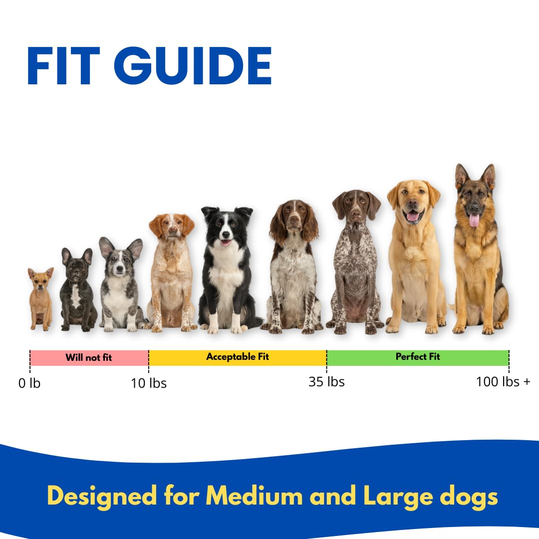 Educator BP-504 worn on dog during outdoor training highlighting stability