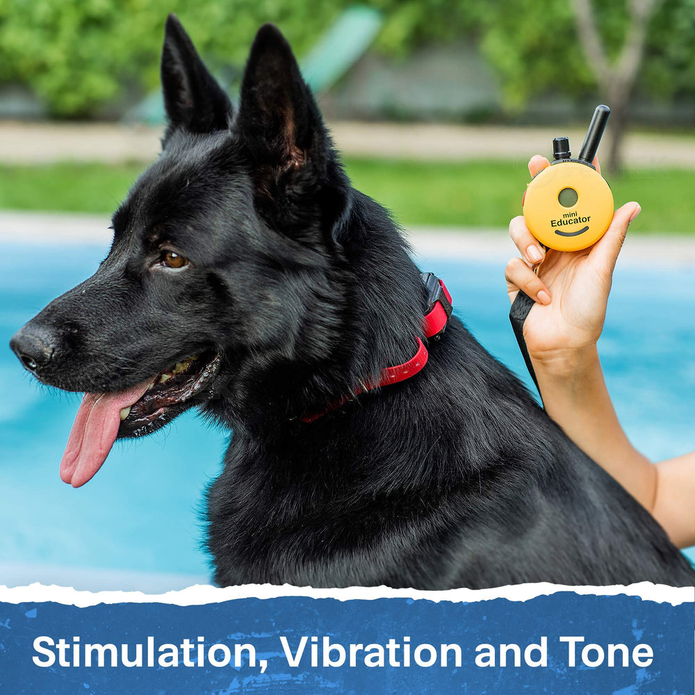 Educator ET-300 expandable to two dogs for multi-dog households.