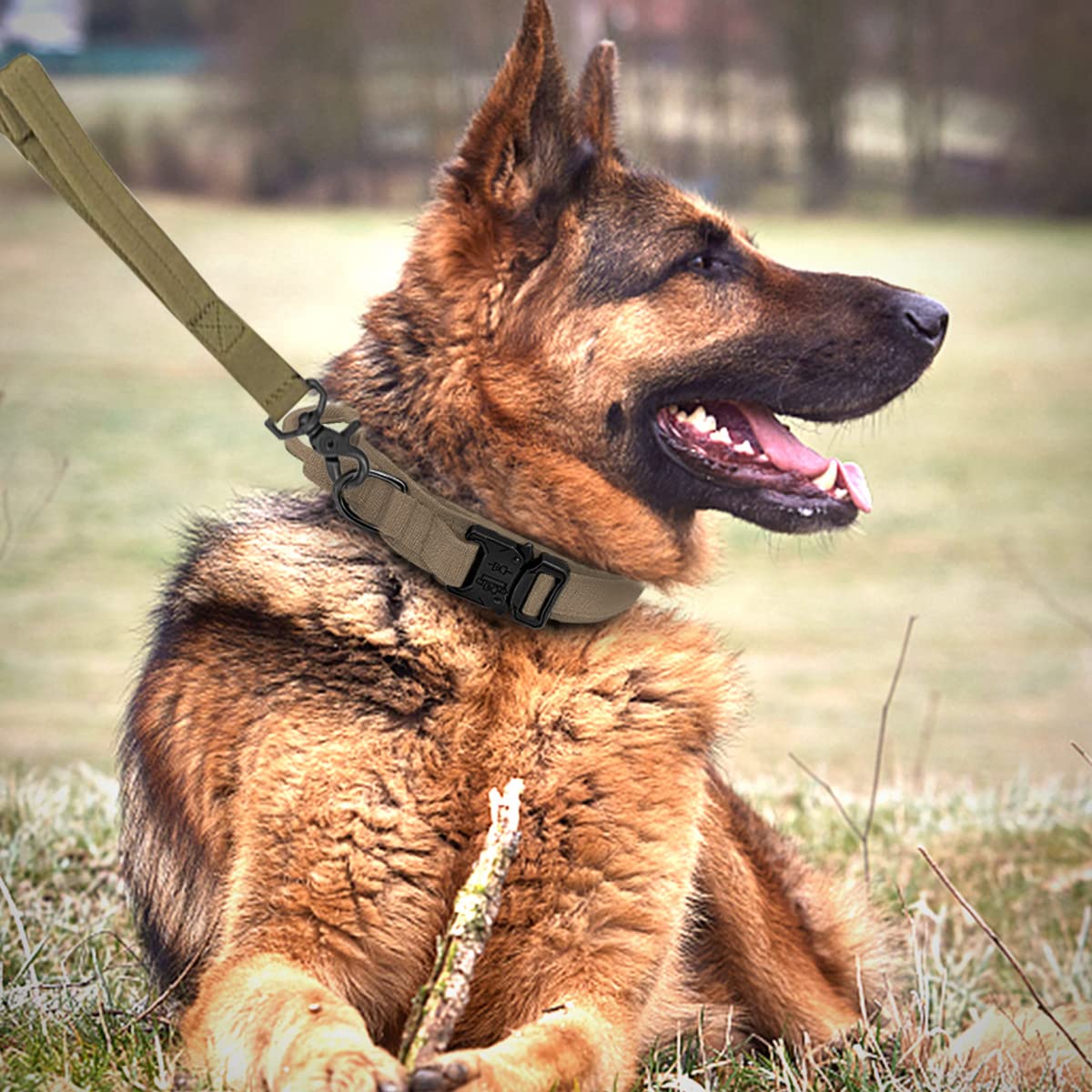 Eitchen Dog Collar with Handle training-ready closeup and controlled assistance in walks.