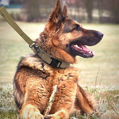 Eitchen Dog Collar with Handle training-ready closeup and controlled assistance in walks.