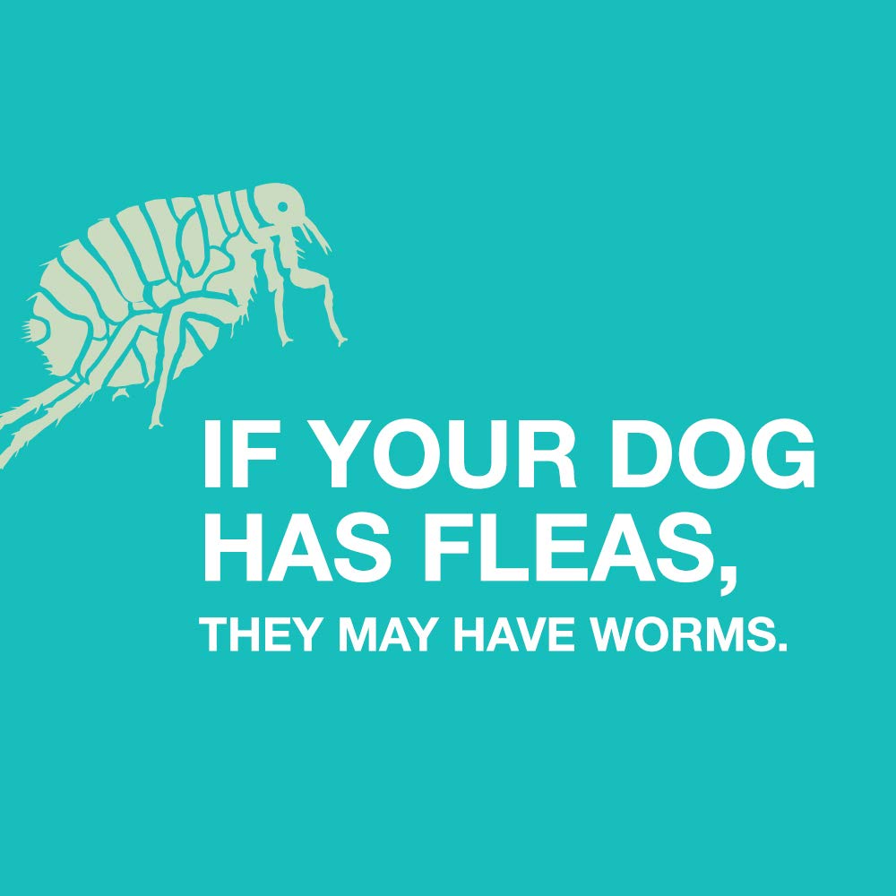 A dog takes an Elanco Quad Dewormer chewable during feeding.