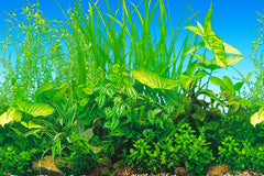 ELEBOX 20x48 back water-plants background provides depth and hides filters for a cleaner look.