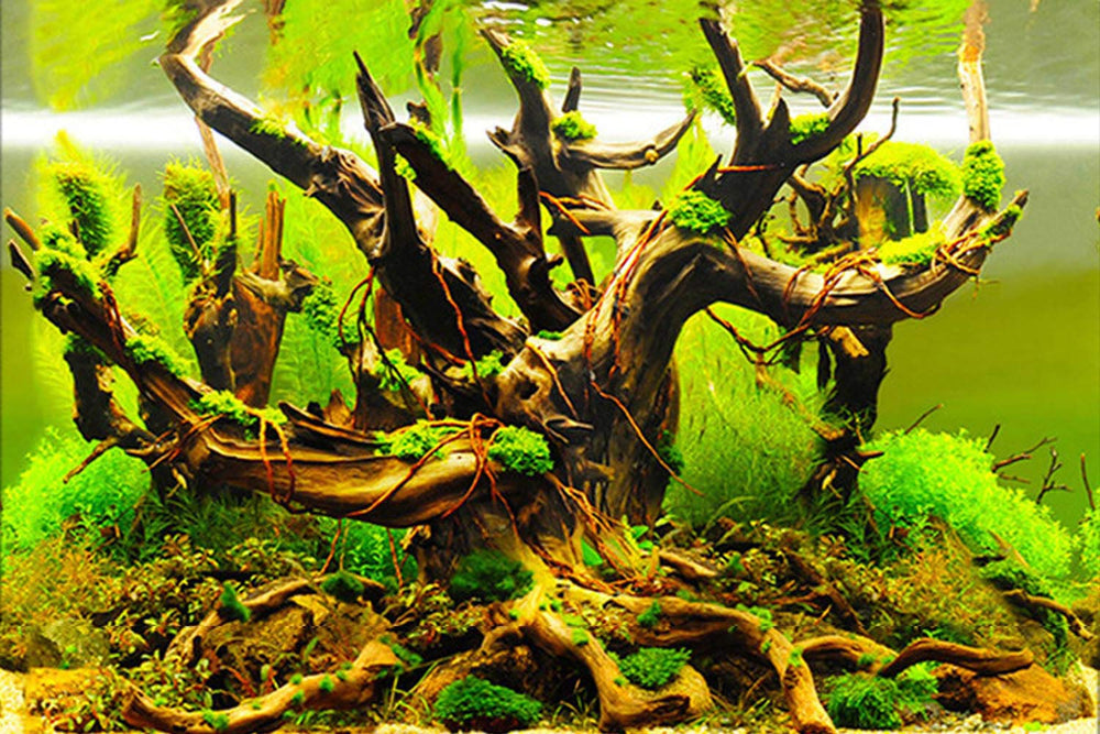 ELEBOX fish-tank-background back seaweed design adds depth and conceals hoses.