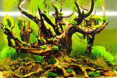 ELEBOX fish-tank-background back seaweed design adds depth and conceals hoses.