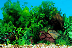 ELEBOX water plants background adds vibrant HD detail for realistic aquarium scenery.