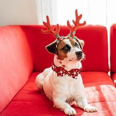 Elegant little tail adjustable collar M size demonstrated for medium dogs.