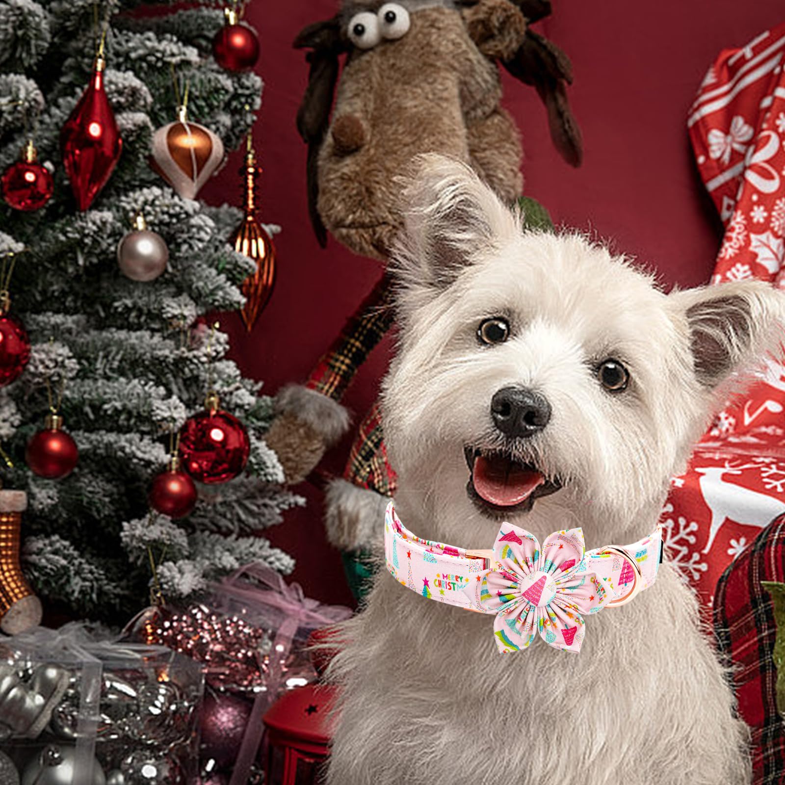 Elegant little tail adjustable neck strap 1-inch collar demonstrates secure, comfortable fit.