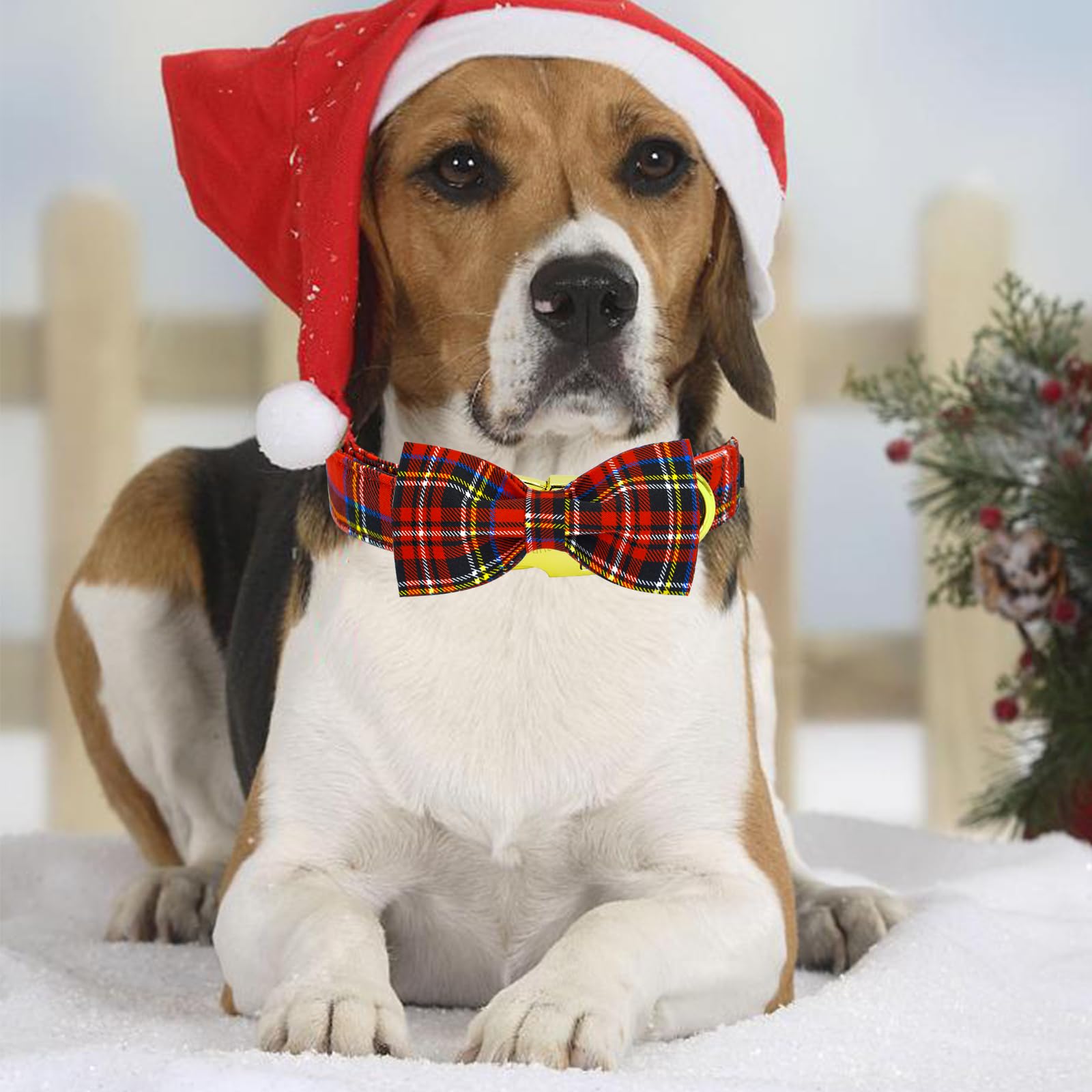 Elegant little tail size M collar for medium dogs display