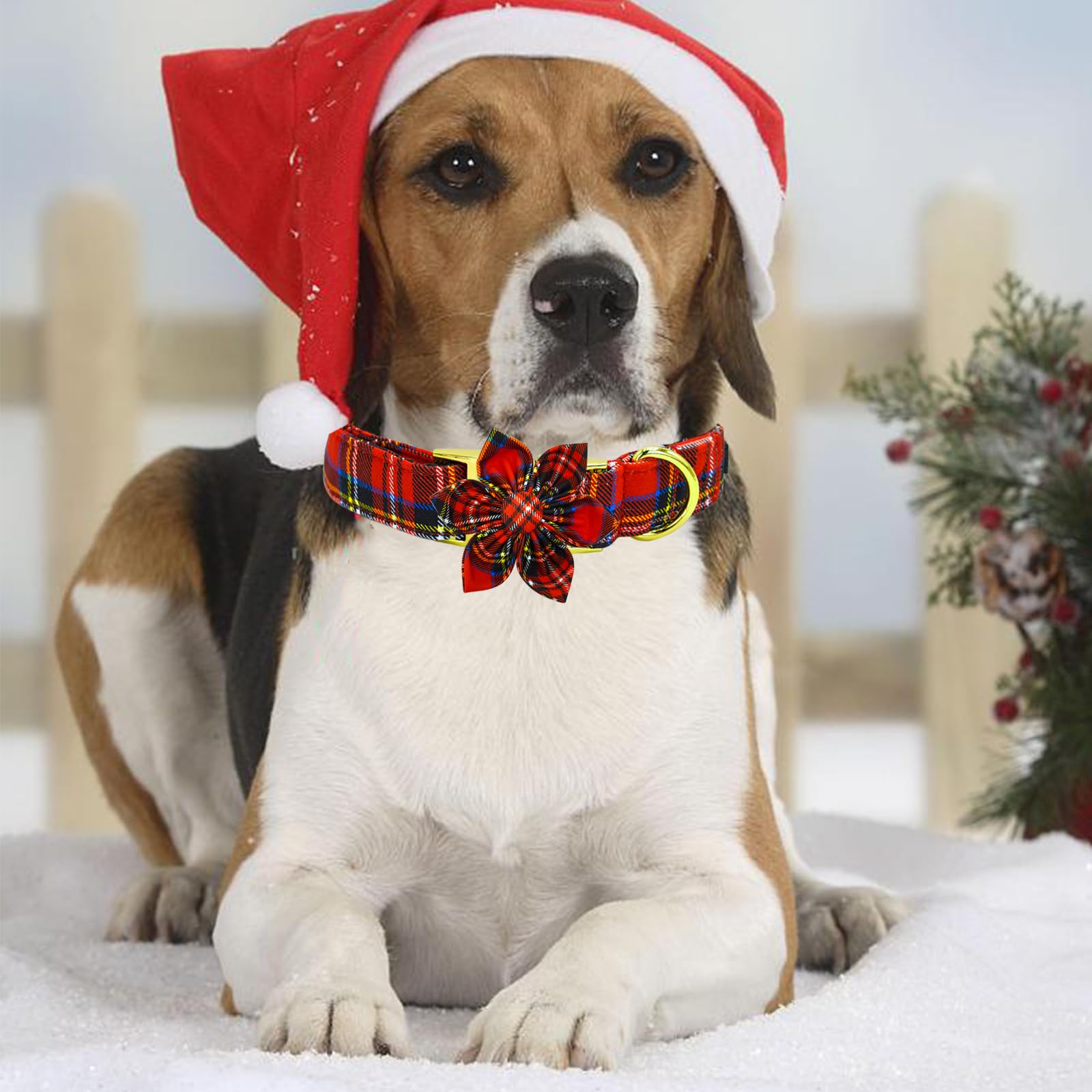 Elegant little tail winter plaid collar for festive dog styling.