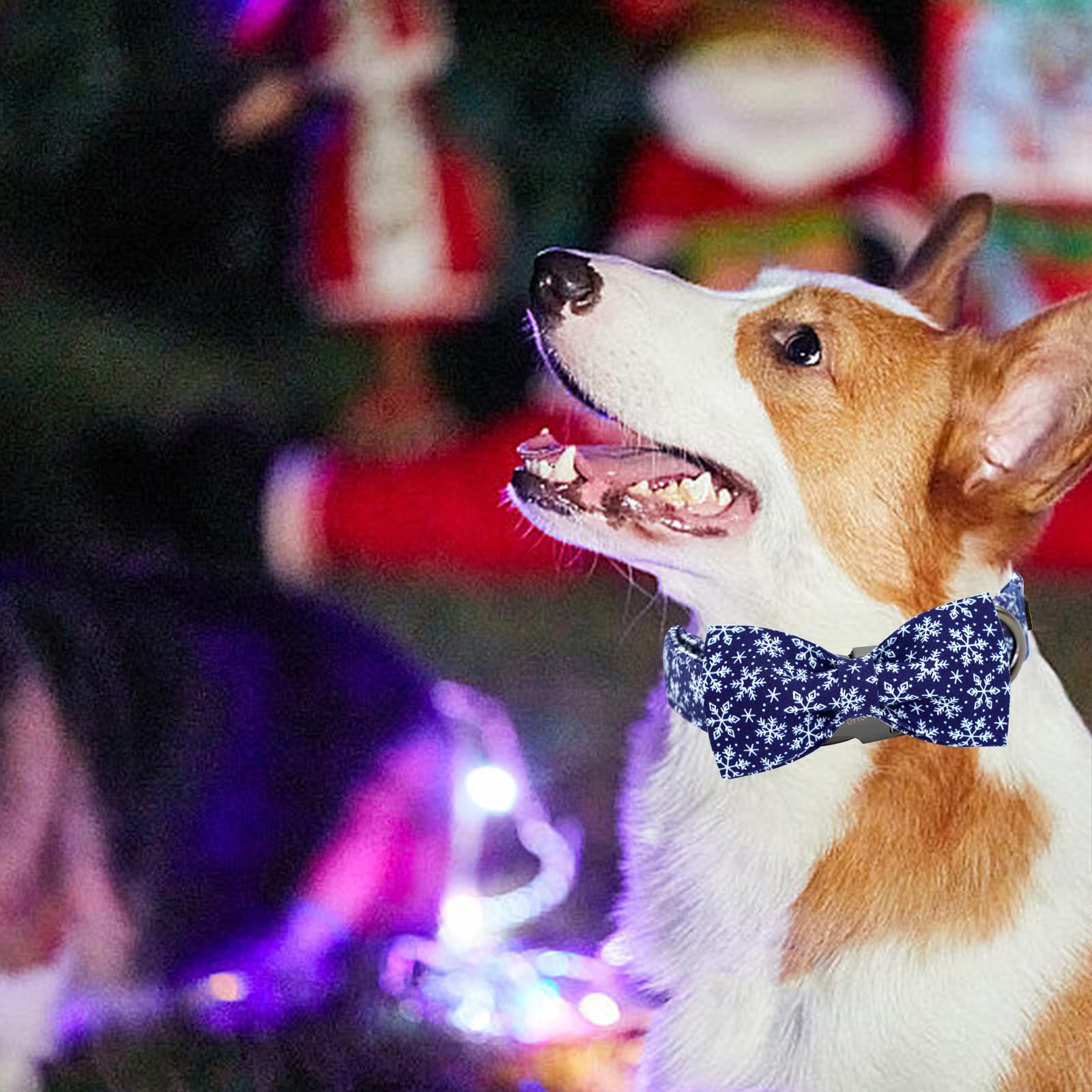 Elegant little tail holiday-styled collar worn by a small dog