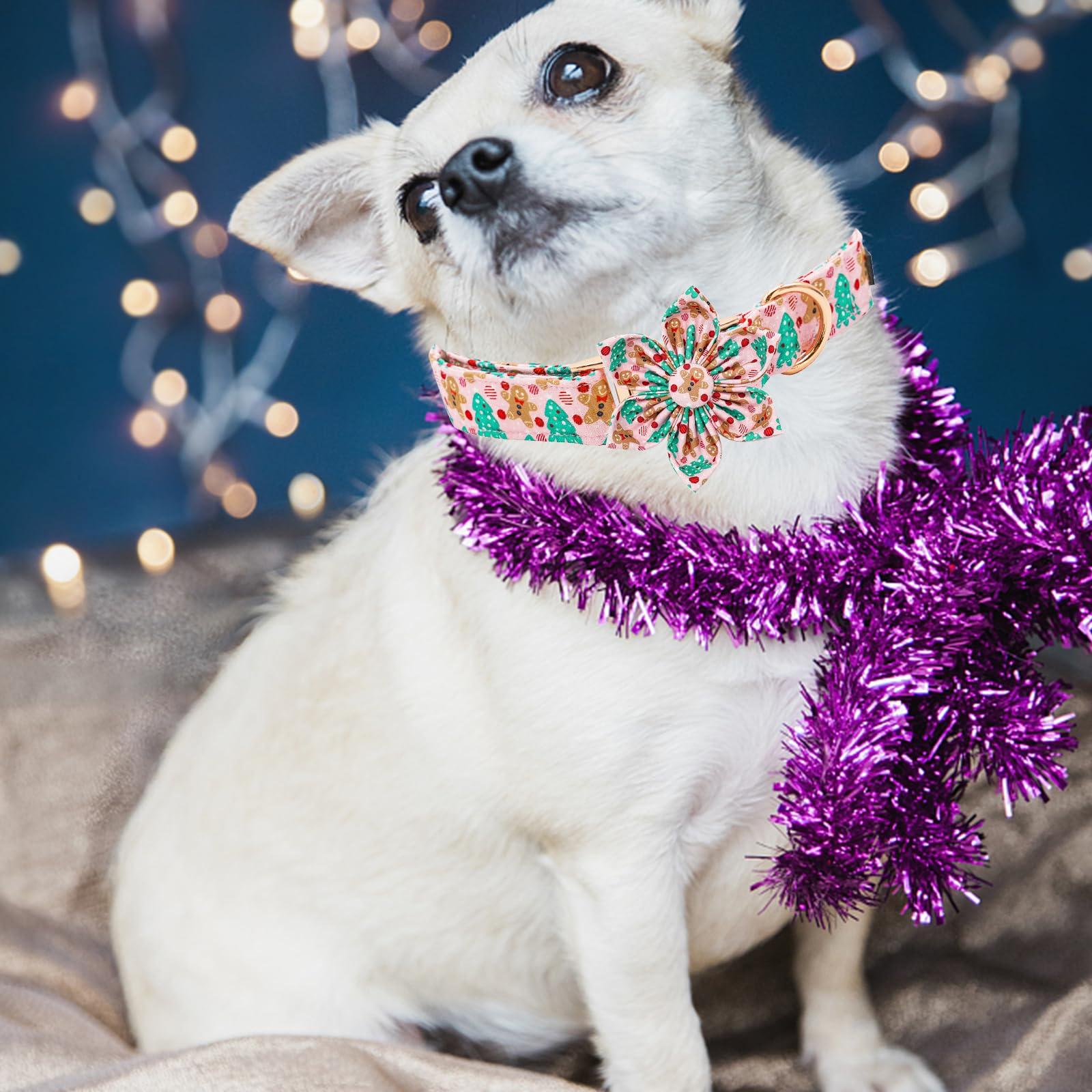 Elegant Little Tail collar shows double-stitch durability at stress points