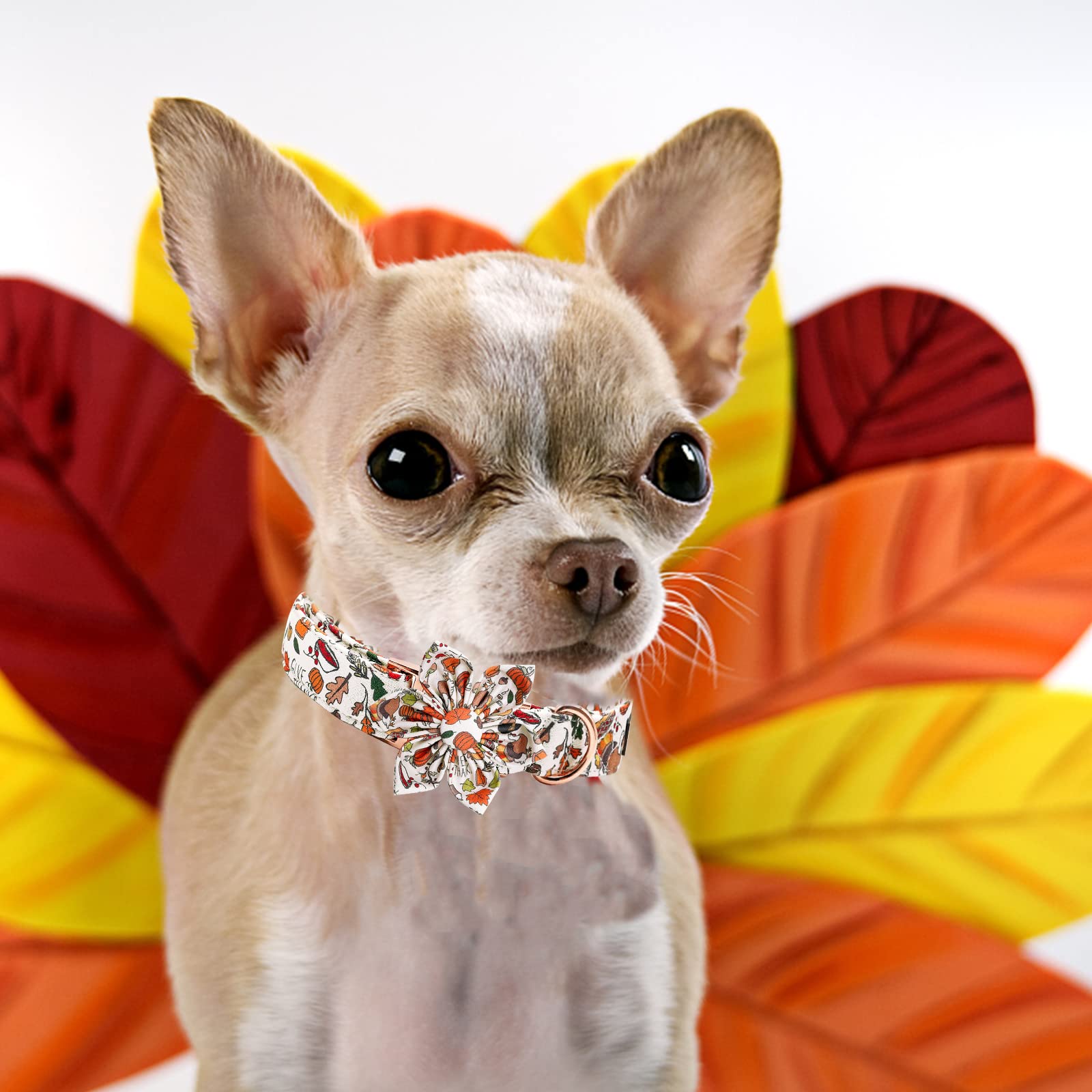 Elegant little tail dog collar premium cotton fabric for gentle pet comfort
