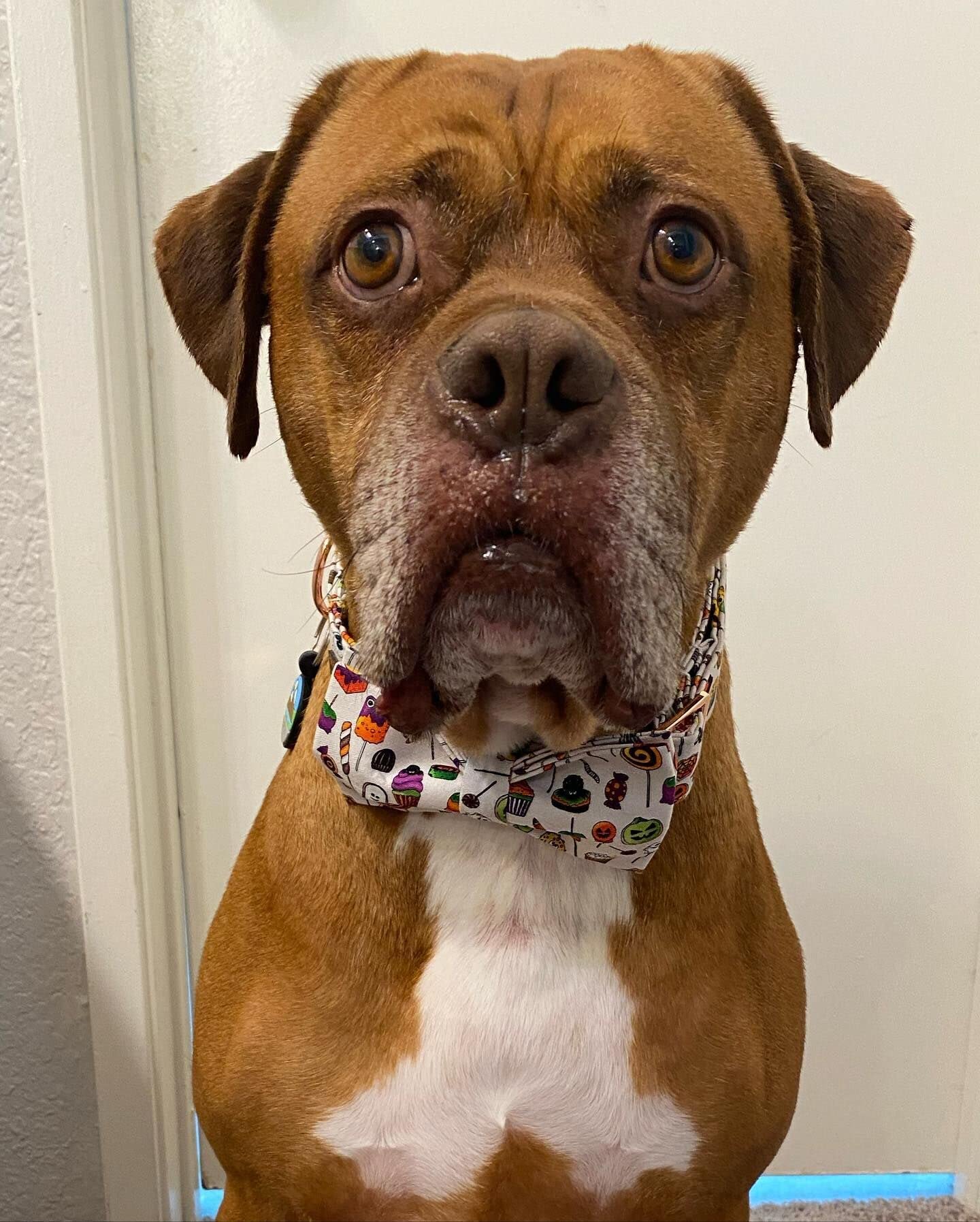 Elegant little tail dog model wearing collar showcases versatile Halloween collar for big breeds.