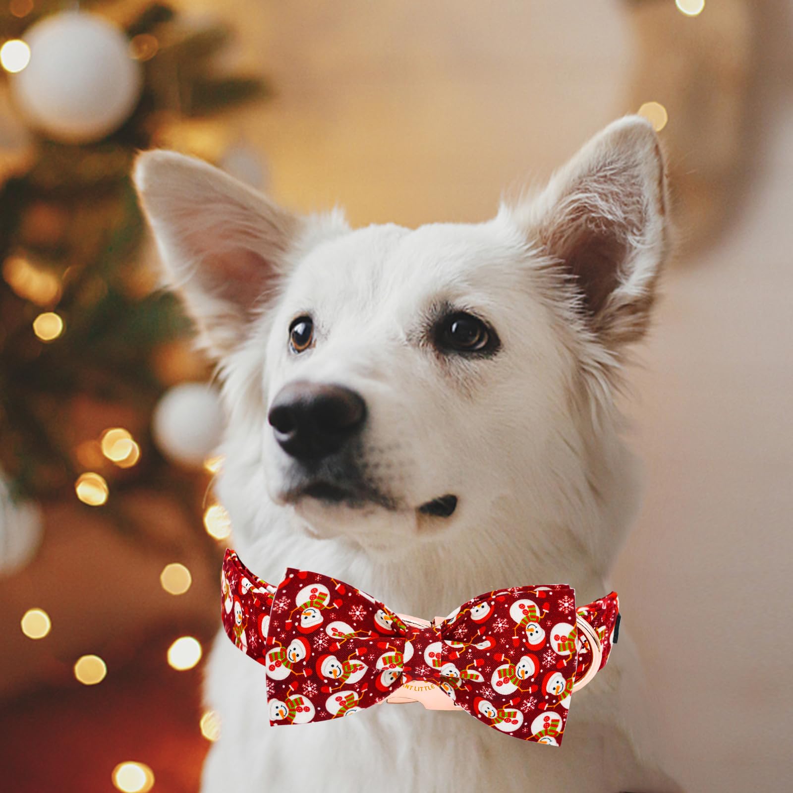 Elegant little tail model wearing collar for holiday styling and festive look