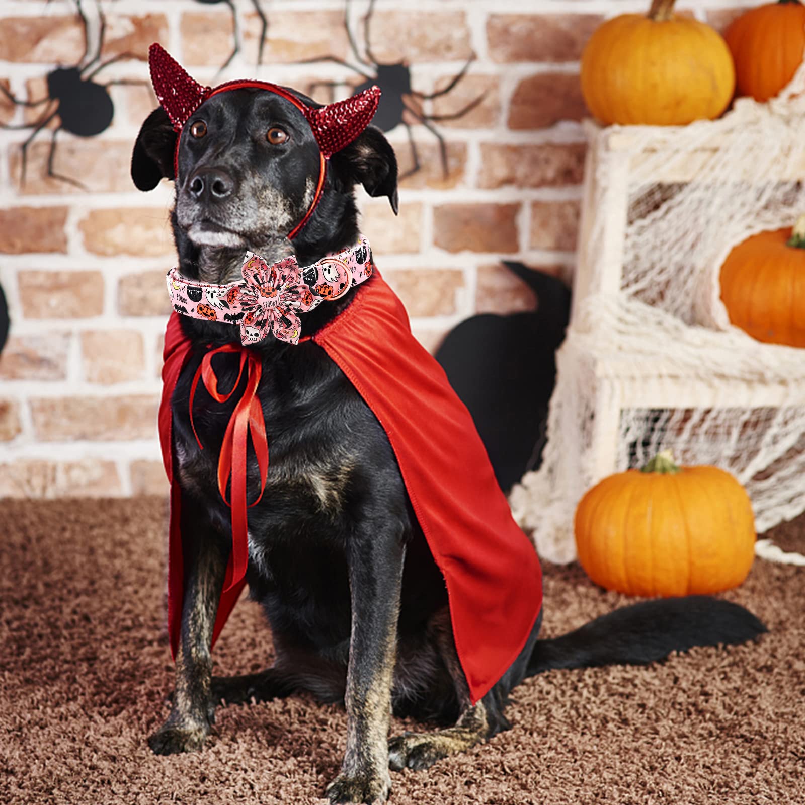 Elegant little tail double-box-stitch reinforced collar for added strength.