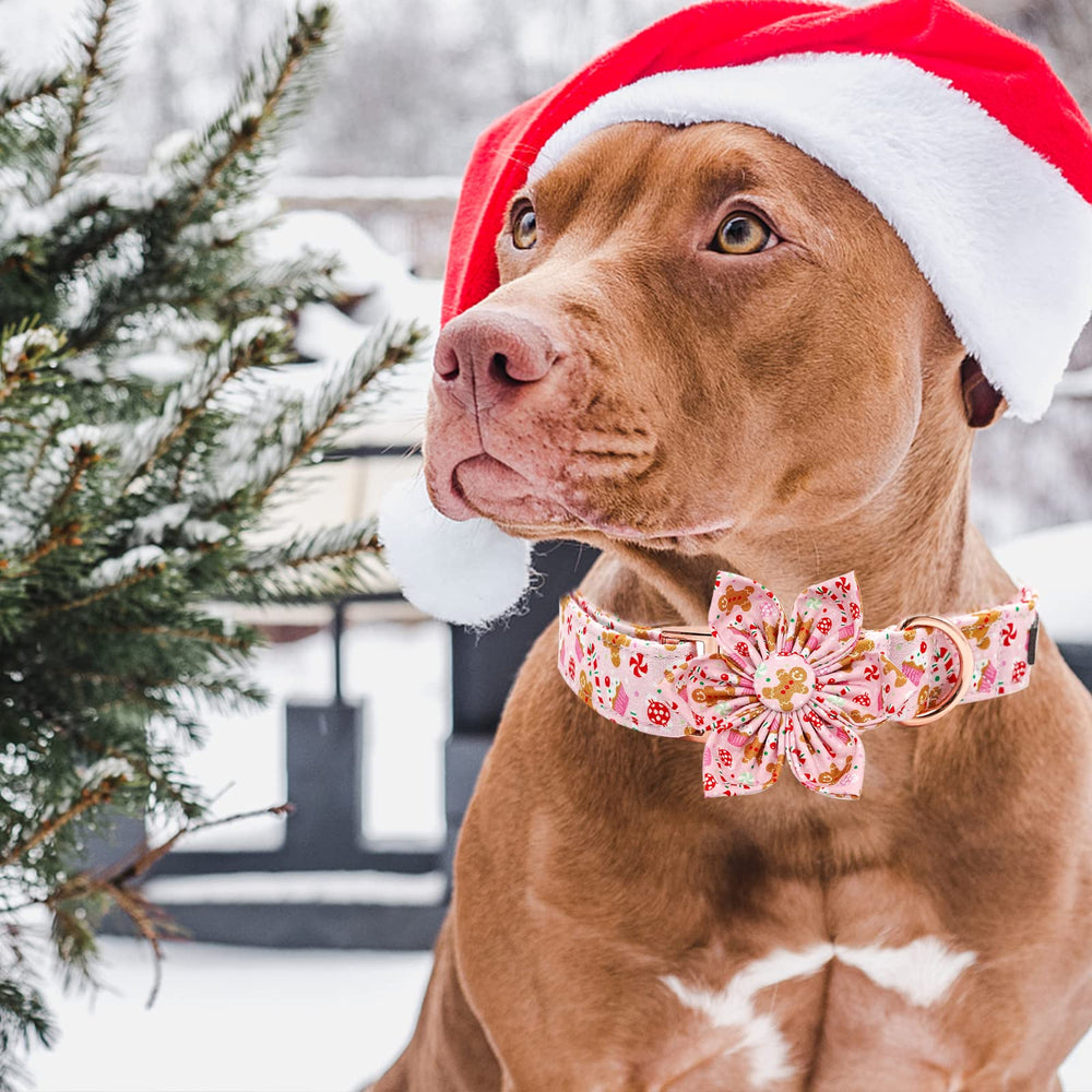 Elegant little tail floral bow detail on collar adds cute accent