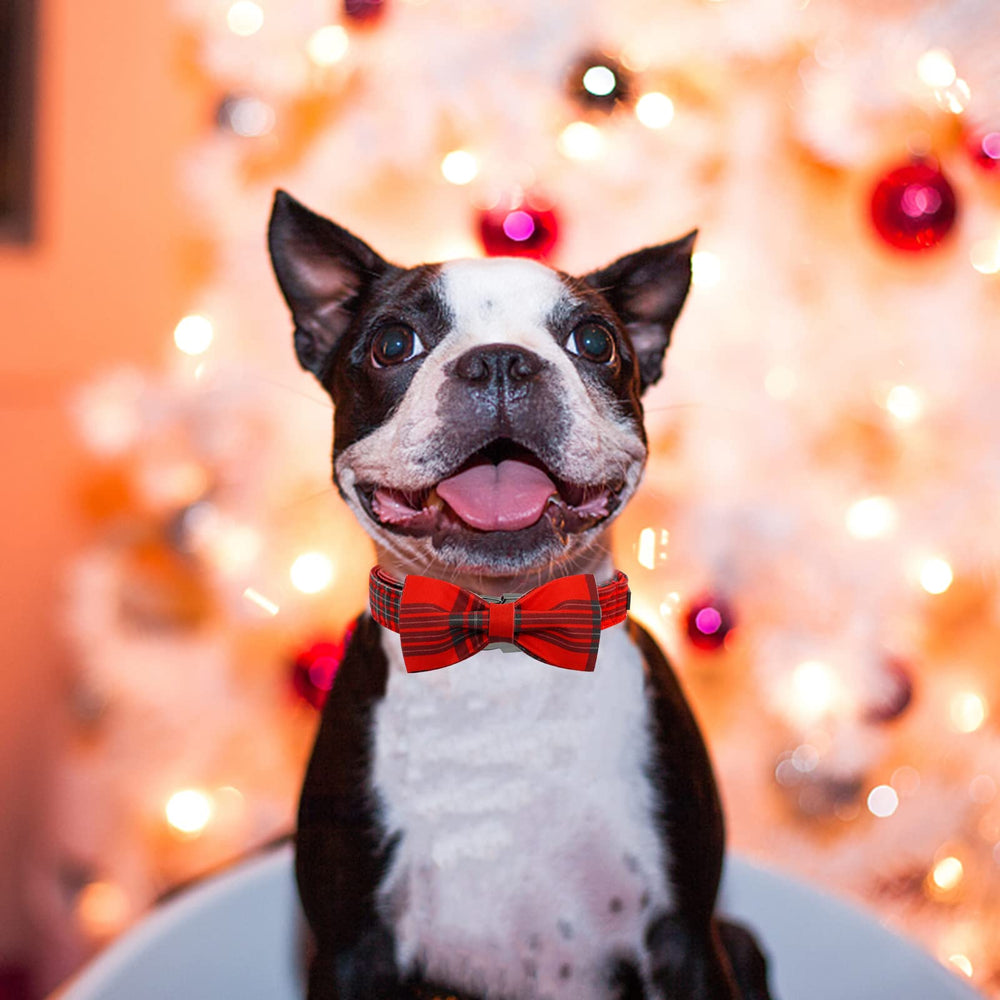 Elegant Little Tail gift-ready collar emphasizes premium craftsmanship