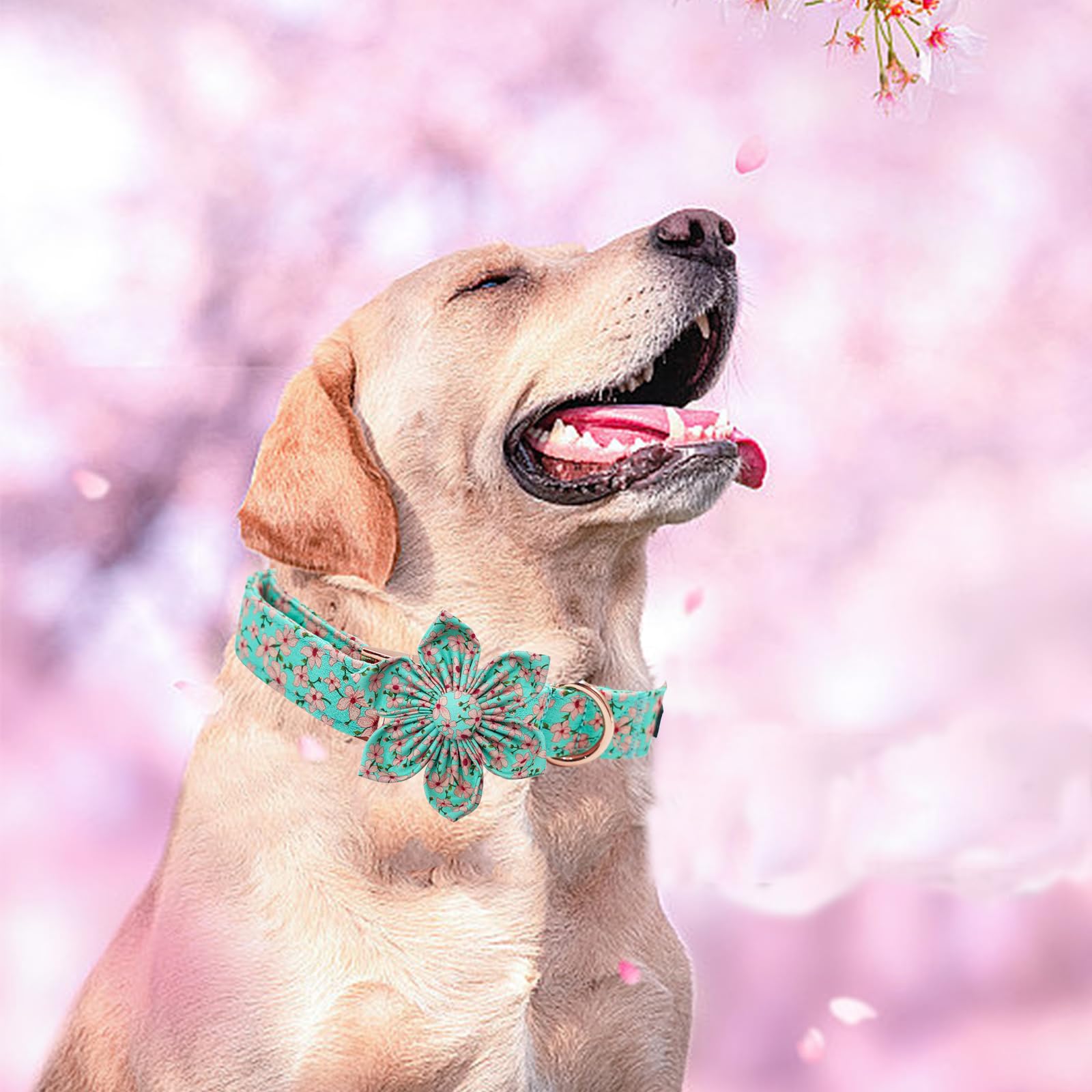 Elegant little tail gift-worthy dog collar shown on a dog