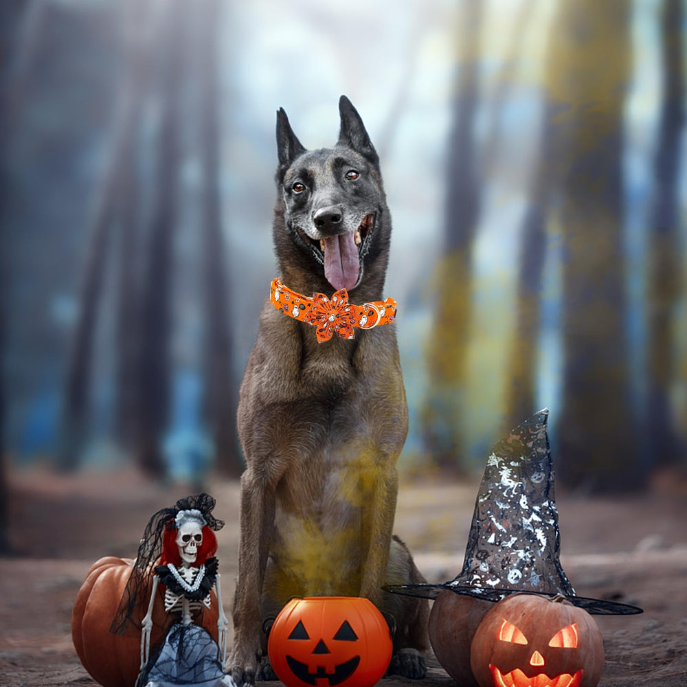 Elegant Little Tail Halloween collar arrives with flower, ready to wear straight out of the box.