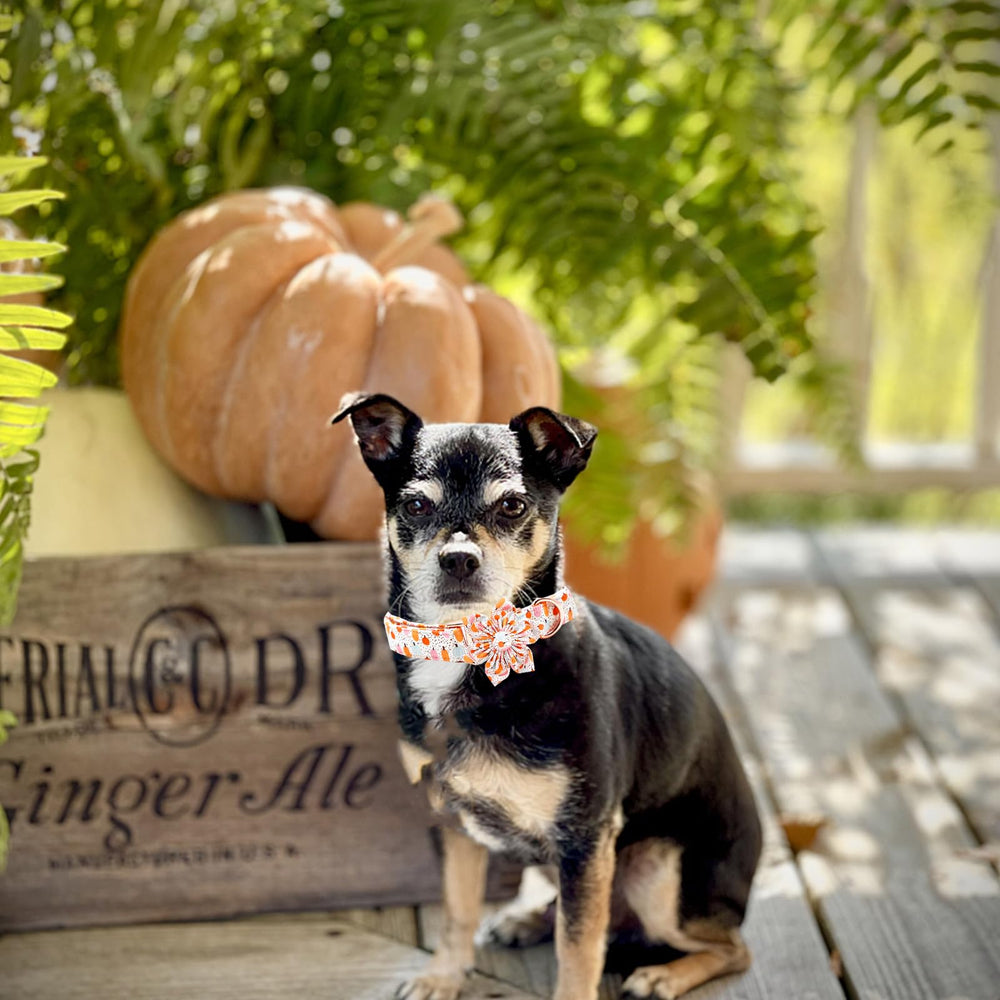 Elegant Little Tail Halloween dog collar package includes flower accent for coordinated looks.