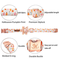 Elegant Little Tail Halloween dog collar on dog with pumpkin motif for festive photos.