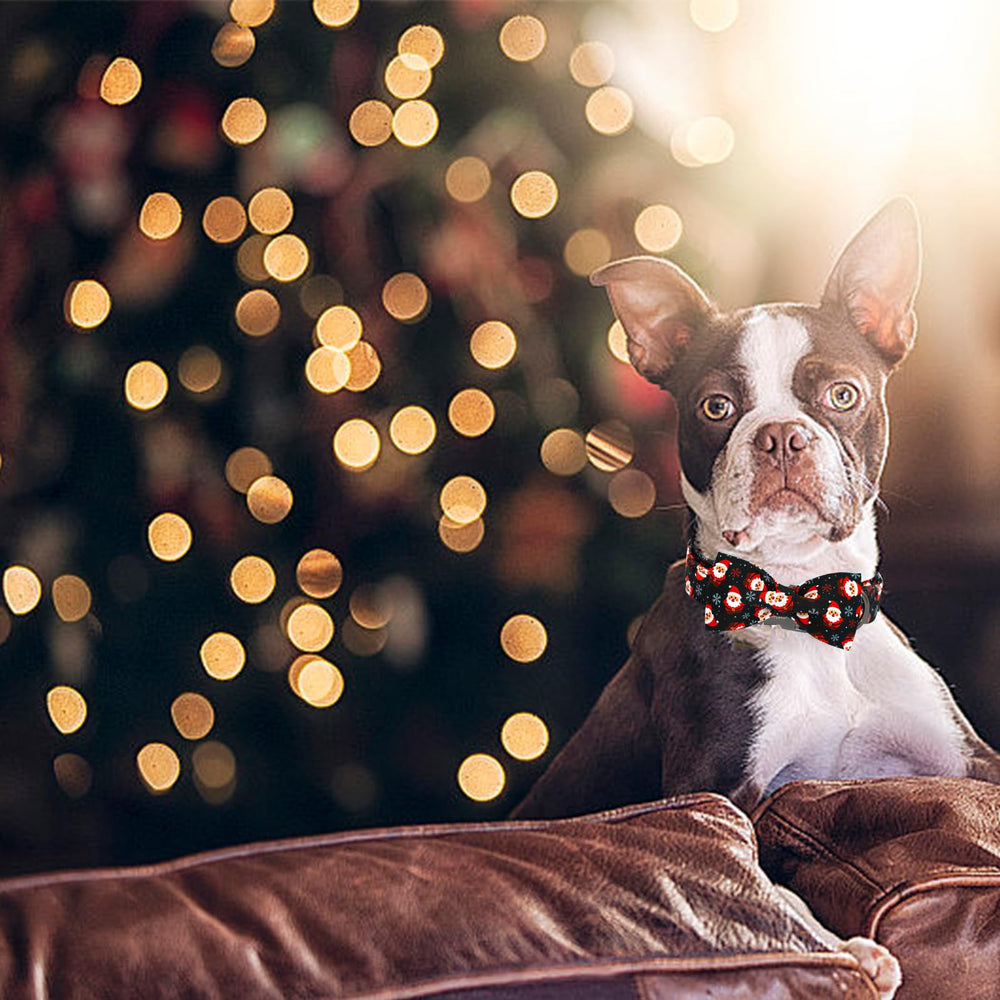 Elegant little tail holiday dog-wear on dog during a stroll, festive and stylish.