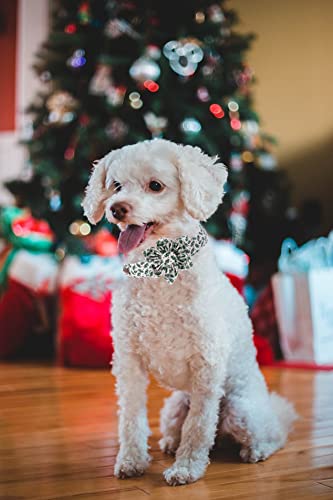 Elegant little tail holiday gift dog collar ideal for celebrations.