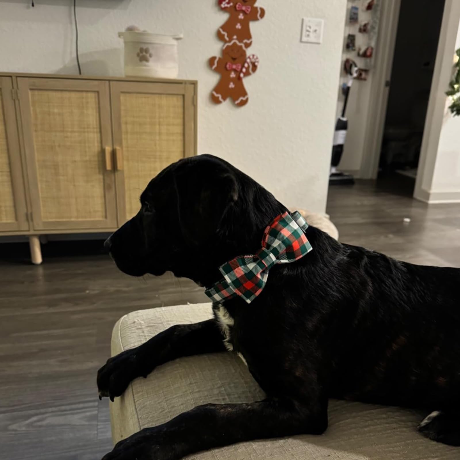 Elegant Little Tail holiday plaid dog photo with collar