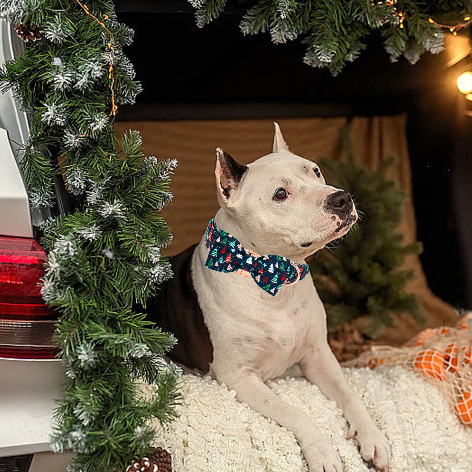 Elegant Little Tail matching leash and bandana options for a coordinated look