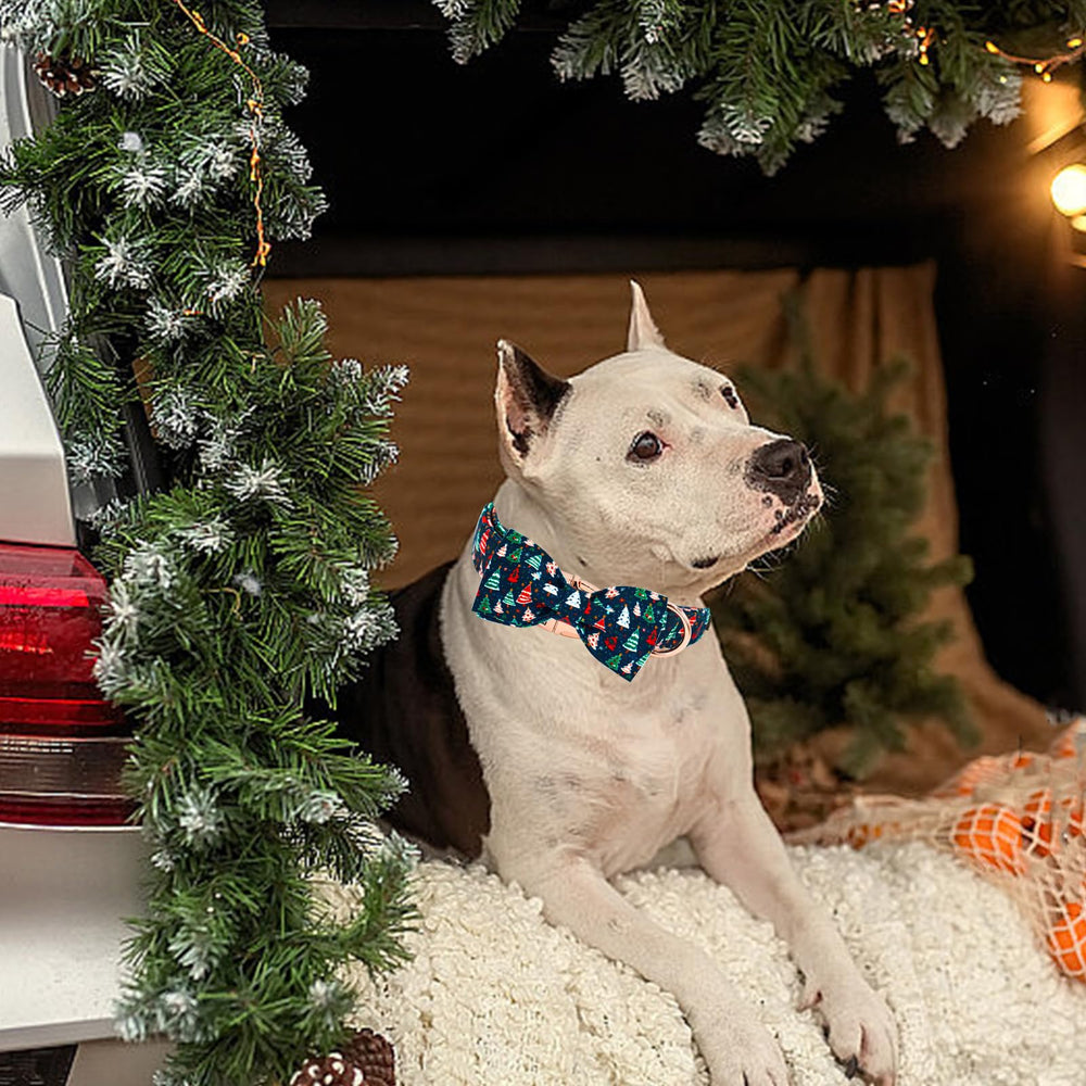 Elegant Little Tail matching leash and bandana options for a coordinated look