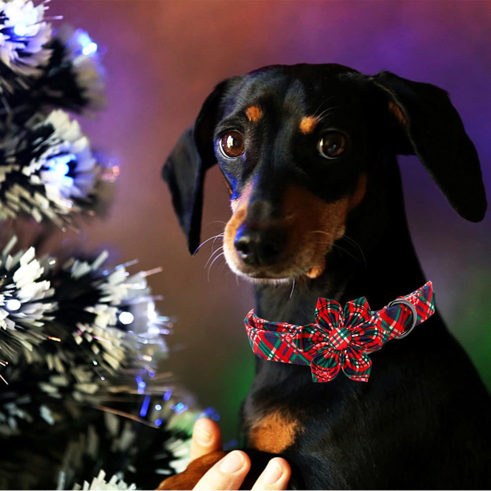 Elegant Little Tail size options help secure fit for medium pups.