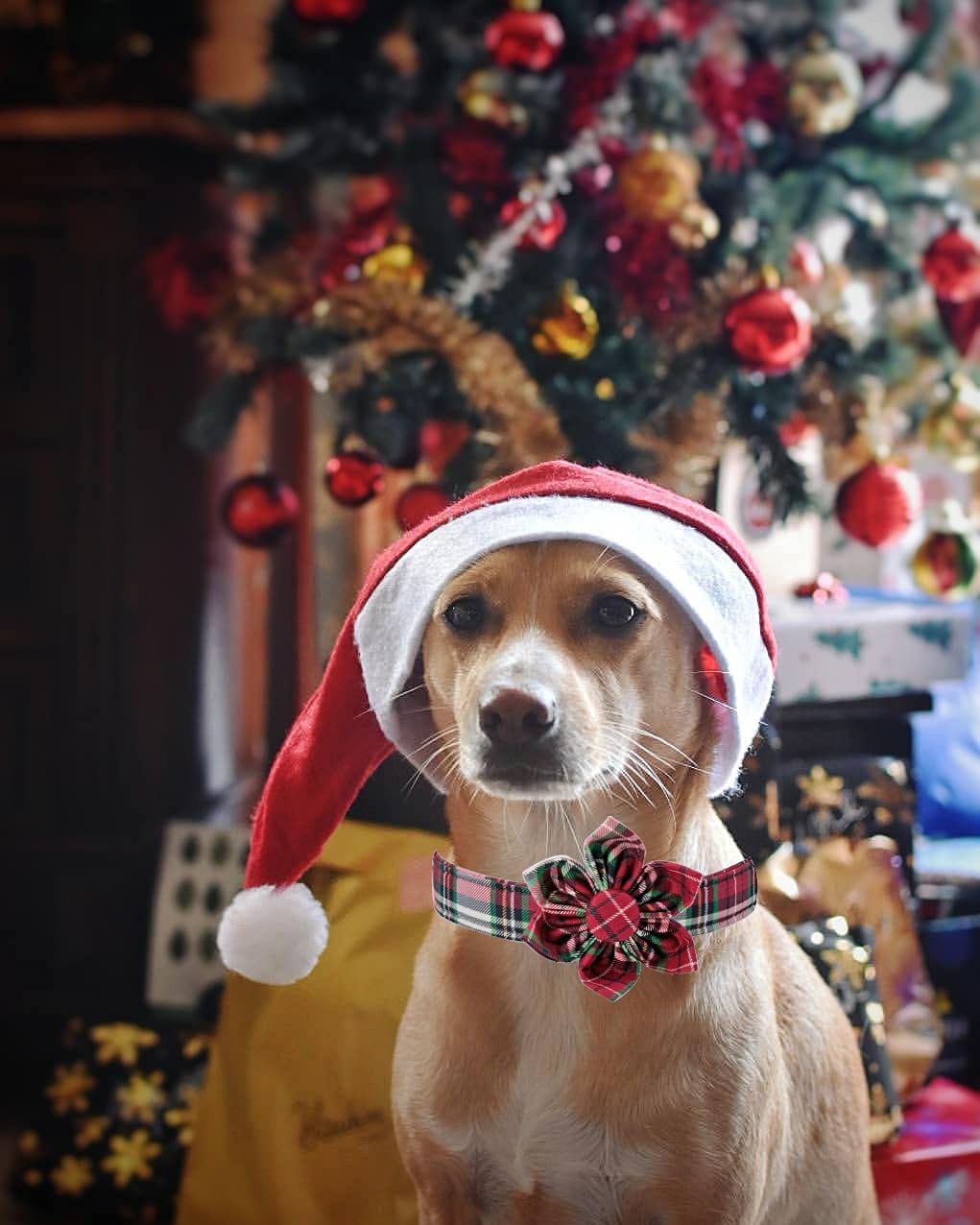 Elegant little tail neck-measurement-guide demonstrates comfortable fit for medium dogs.