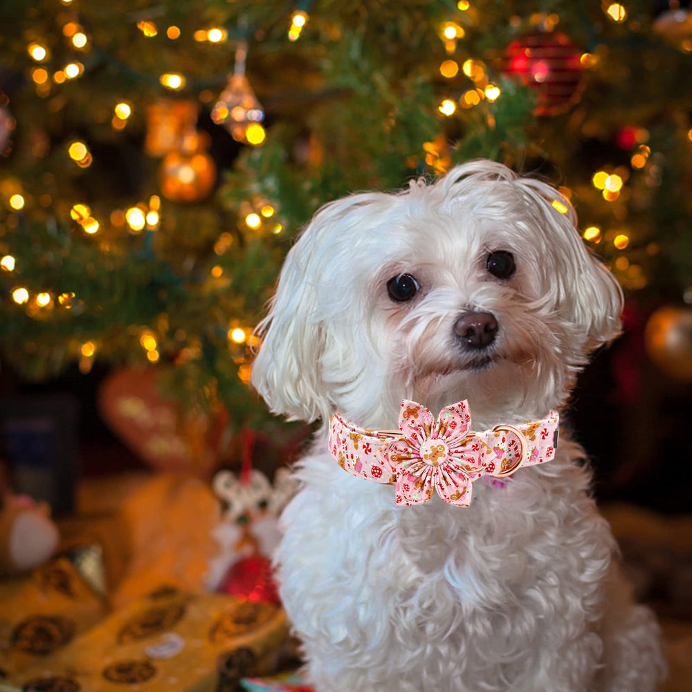 Elegant little tail premium cotton collar with reinforced stitching for durability