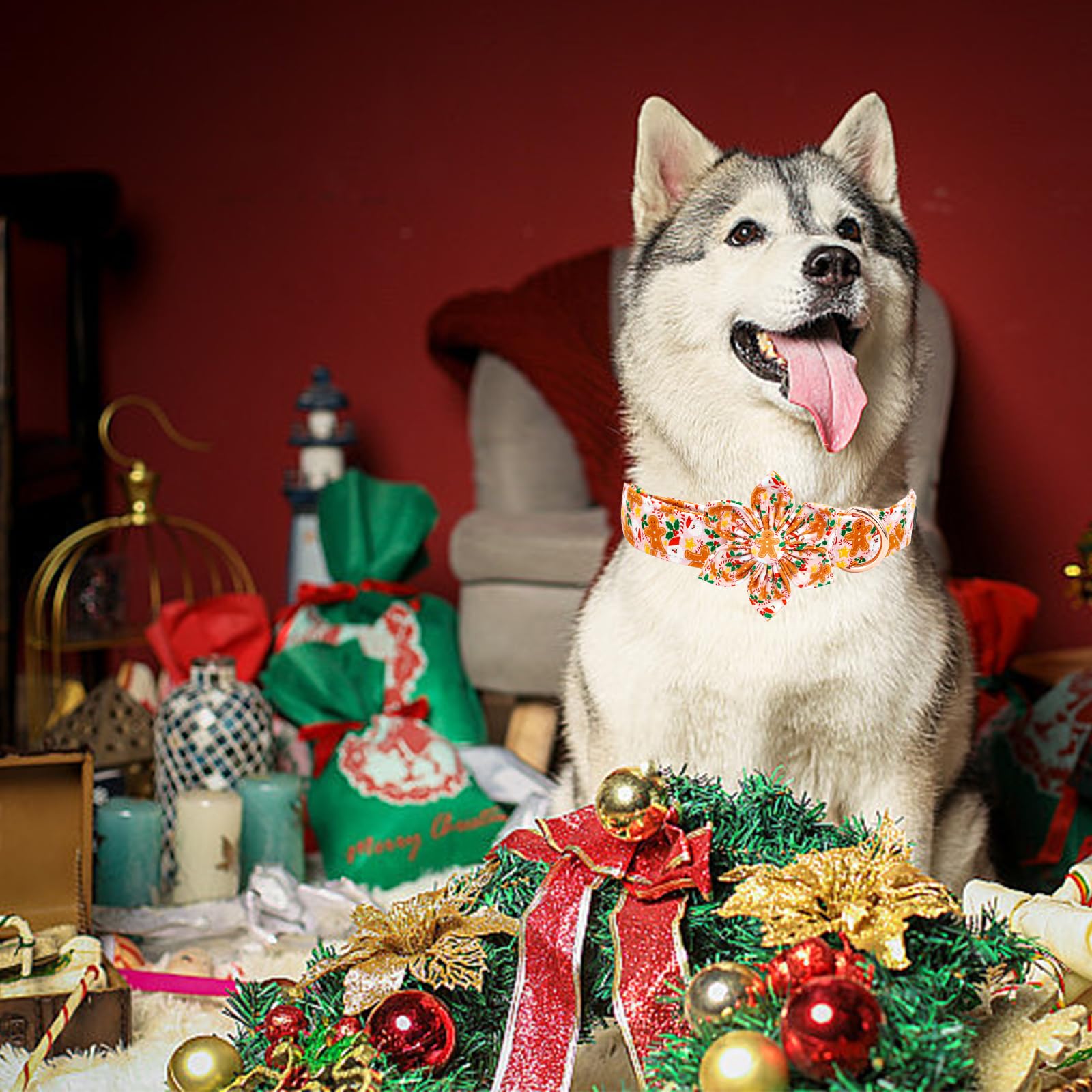 Elegant little tail puppy gift ready collar for festive photos