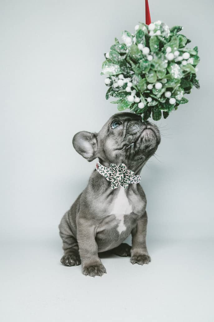 Elegant Little Tail removable flower on collar for seasonal styling.