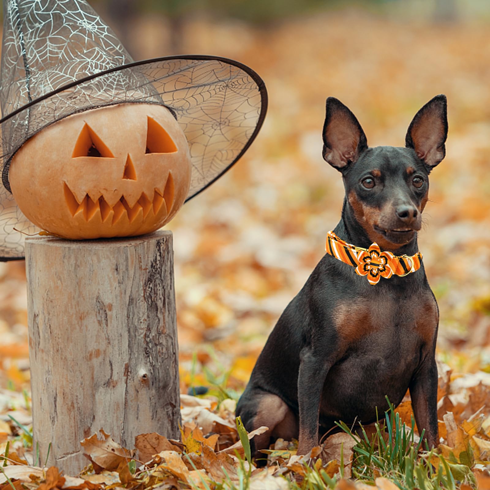 Elegant Little Tail size chart collar helps pick the right fit.