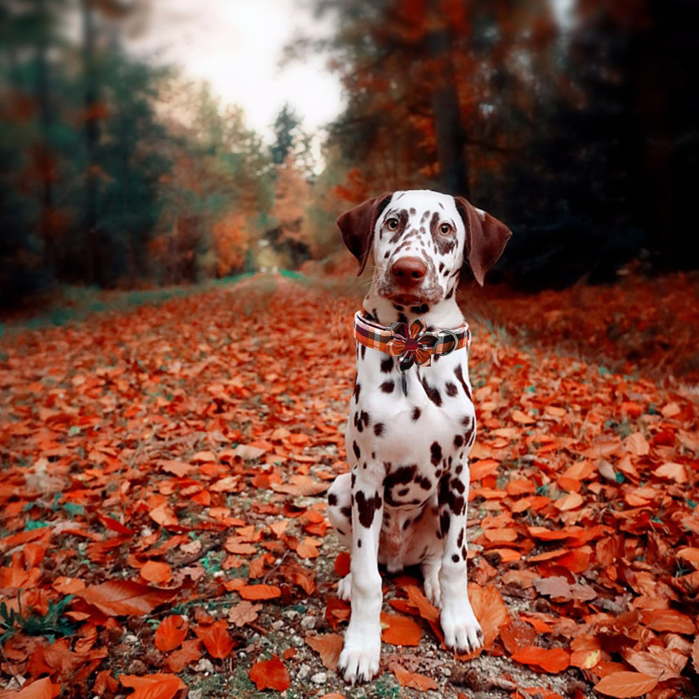 Elegant Little Tail size range from XS to XL for medium dogs