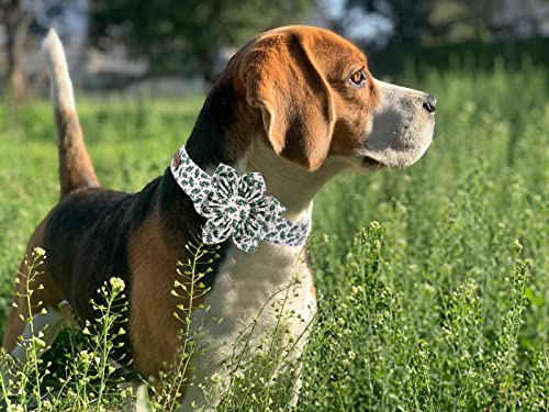 Elegant little tail size guide collar suitable for small to large dogs.