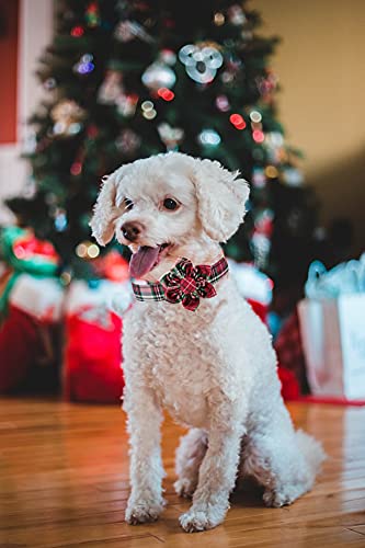 Elegant little tail sturdy-double-box-stitch emphasizes durable construction for active pets.