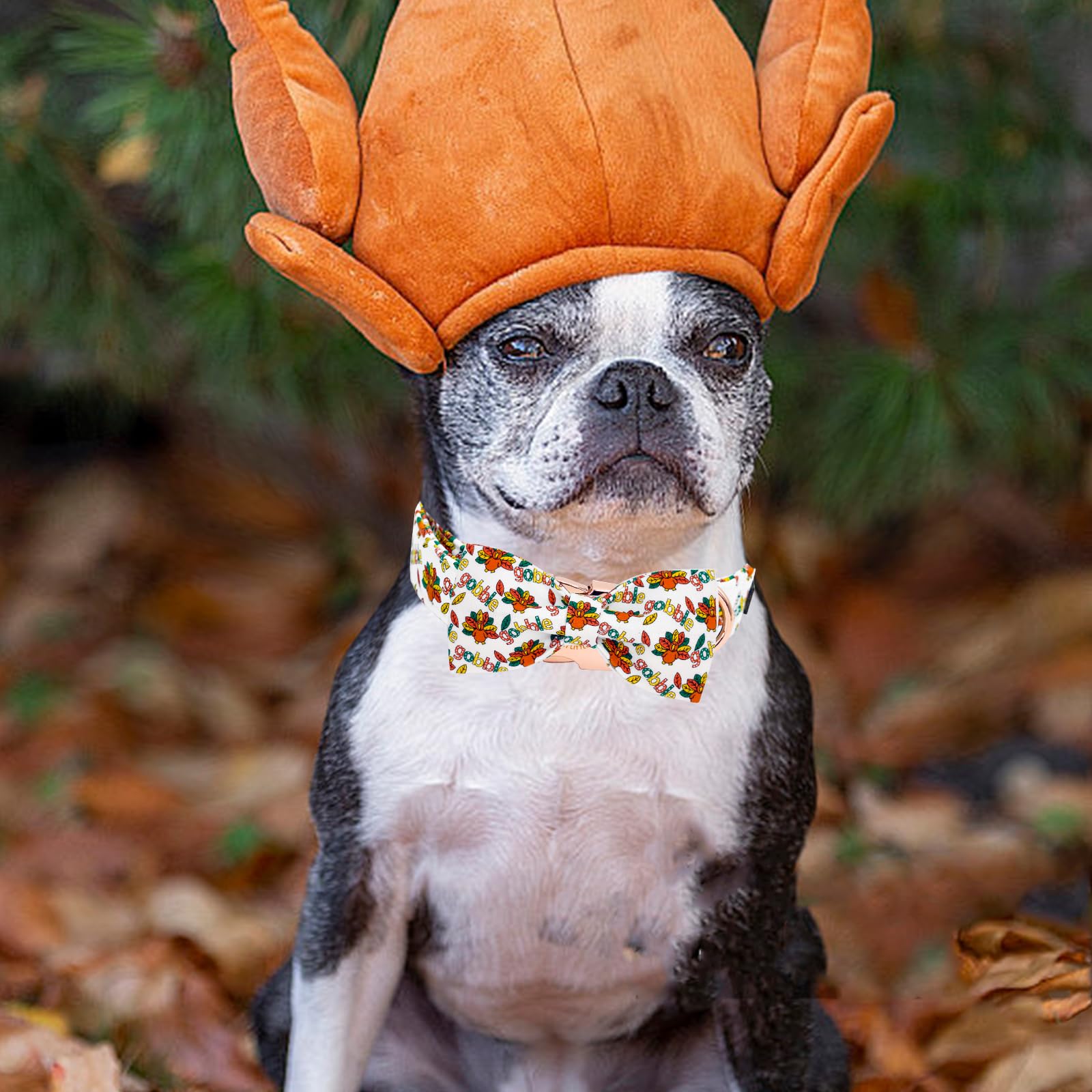 Elegant little tail Thanksgiving collar bow uses elastic straps for durable attachment.