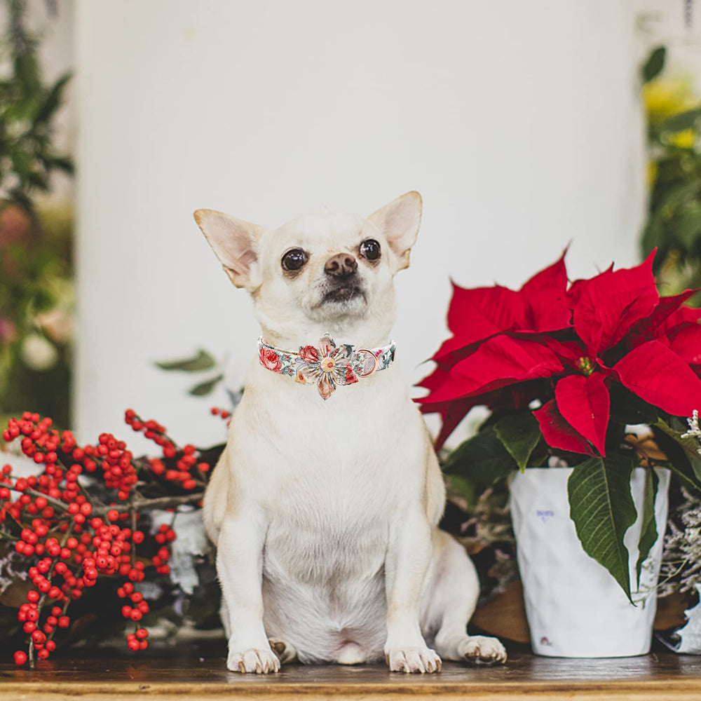 Elegant Little Tail wedding-ready floral dog collar for photos.