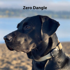 Elevation Lab TagVault AirTag dog collar mount demonstrates IP69 waterproof performance for swimming dogs.