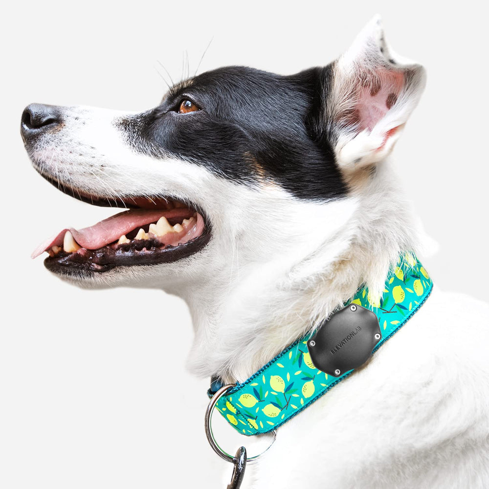 Elevation Lab TagVault AirTag dog collar mount with lifetime guarantee for peace of mind.