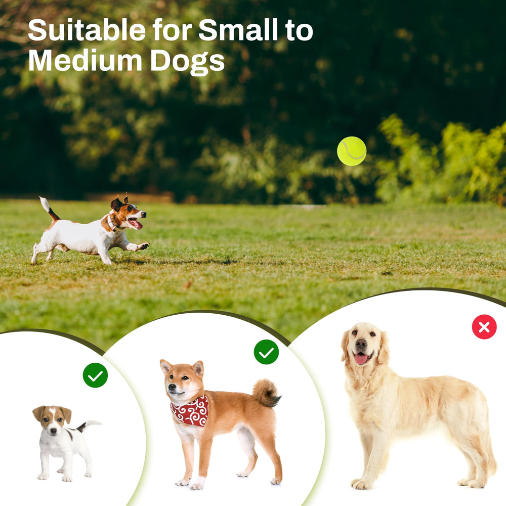 Elevon 2-inch bouncing dog balls in action for active training.