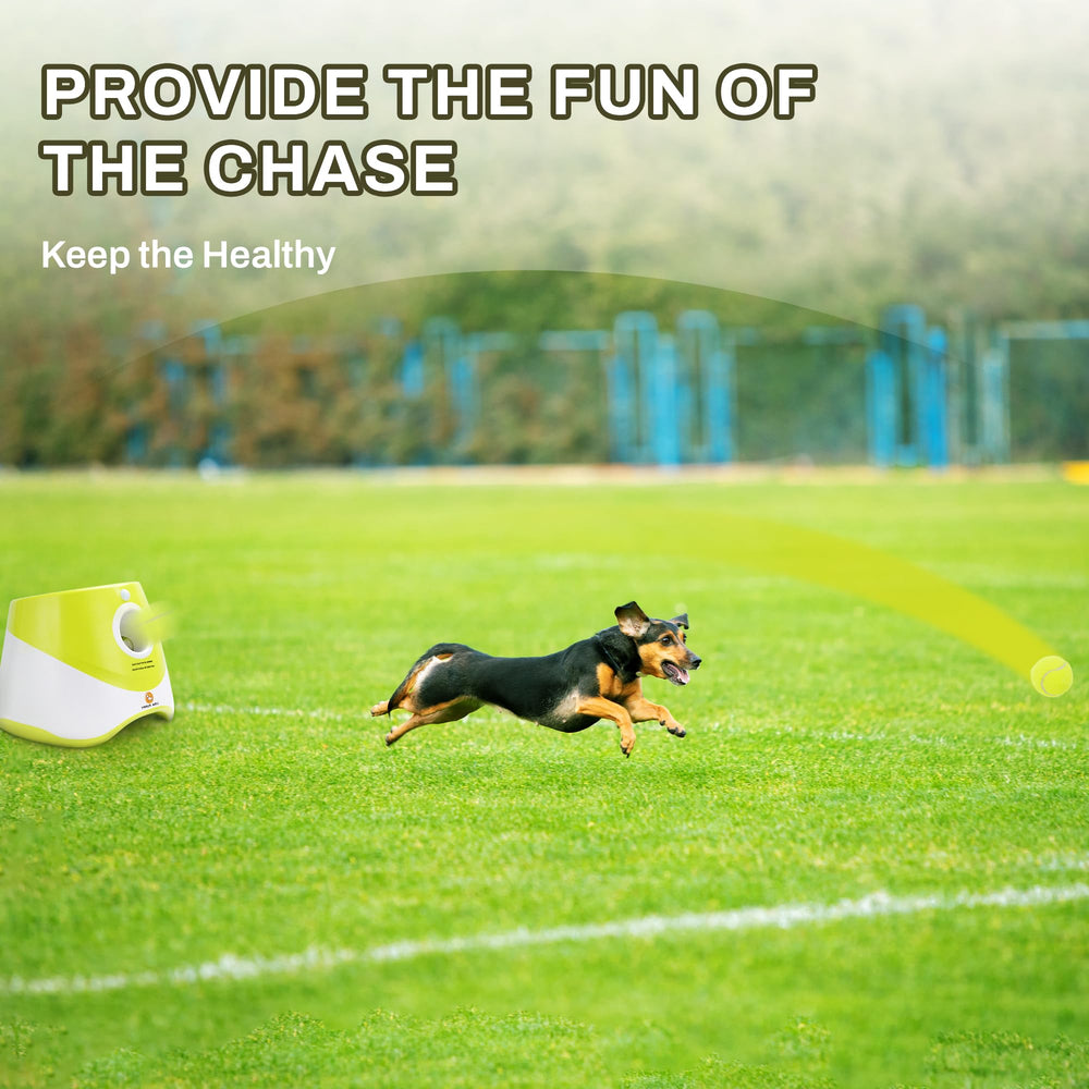 Elevon small-dog playtime indoors and outdoors with 2-inch tennis balls.